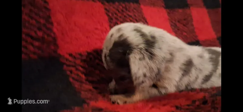 Rusty – Miniature Dachshund puppy for sale in Bloomington, IN