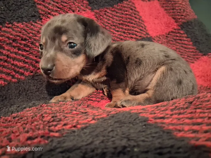 Betsie – Miniature Dachshund puppy for sale in Bloomington, IN