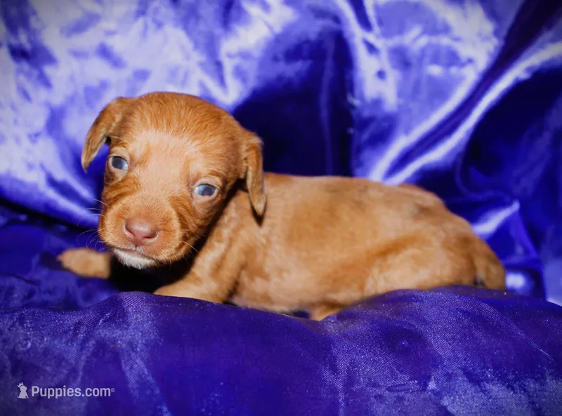Athena – Miniature Dachshund puppy for sale in Bloomington, IN