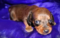 Circe, a female Miniature Dachshund for sale in Bloomington, IN – 5 of 6