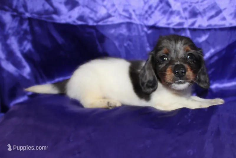 Paws – Miniature Dachshund puppy for sale in Bloomington, IN