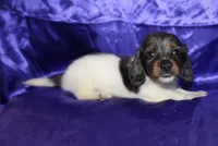 Paws, a male Miniature Dachshund for sale in Bloomington, IN – 3 of 5