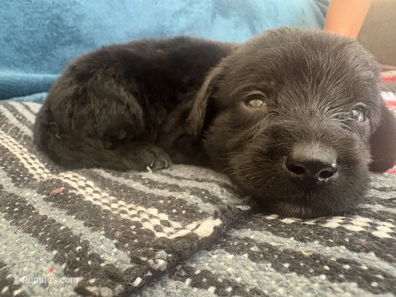 Baloo – Doxiepoo puppy for sale in Bloomington, IN