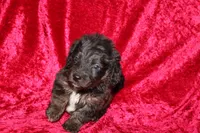 Rubble , a male Doxiepoo for sale in Bloomington, IN – Photo 10 of 10