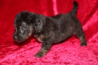 Rubble , a male Doxiepoo for sale in Bloomington, IN – Photo 4 of 10