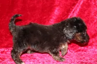 Rubble , a male Doxiepoo for sale in Bloomington, IN – Photo 3 of 10