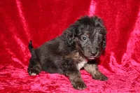 Rubble , a male Doxiepoo for sale in Bloomington, IN – Photo 1 of 10