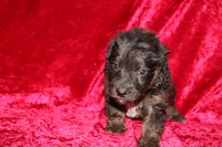 Rubble , a male Doxiepoo for sale in Bloomington, IN – Photo 7 of 10