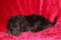 Rubble , a male Doxiepoo for sale in Bloomington, IN – Photo 9 of 10