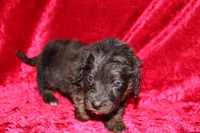 Rubble , a male Doxiepoo for sale in Bloomington, IN – Photo 5 of 10