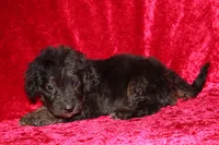 Rubble , a male Doxiepoo for sale in Bloomington, IN – Photo 2 of 10