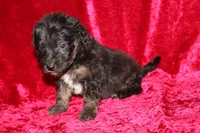 Rubble , a male Doxiepoo for sale in Bloomington, IN – Photo 8 of 10