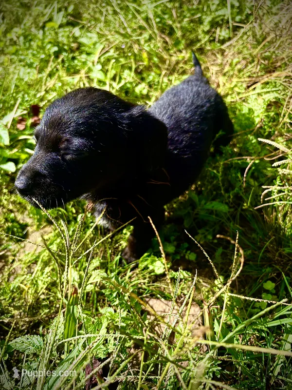Yogi – Doxiepoo puppy for sale in Bloomington, IN