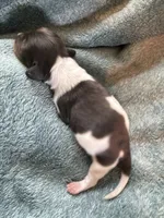 Paws, a male Miniature Dachshund for sale in Bloomington, IN – 4 of 5