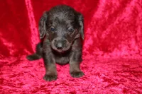 Zuma, a male Doxiepoo for sale in Bloomington, IN – Photo 3 of 9