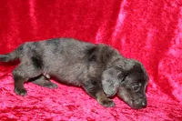 Zuma, a male Doxiepoo for sale in Bloomington, IN – Photo 5 of 9