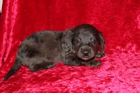 Zuma, a male Doxiepoo for sale in Bloomington, IN – Photo 1 of 9