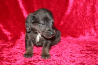 Zuma, a male Doxiepoo for sale in Bloomington, IN – Photo 2 of 9