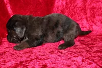 Zuma, a male Doxiepoo for sale in Bloomington, IN – Photo 6 of 9