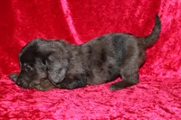 Zuma, a male Doxiepoo for sale in Bloomington, IN – Photo 7 of 9