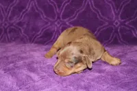 Sadie Mini , a female Miniature Dachshund for sale in Bloomington, IN – Photo 6 of 9