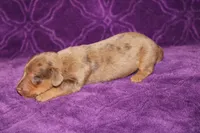 Sadie Mini , a female Miniature Dachshund for sale in Bloomington, IN – Photo 8 of 9