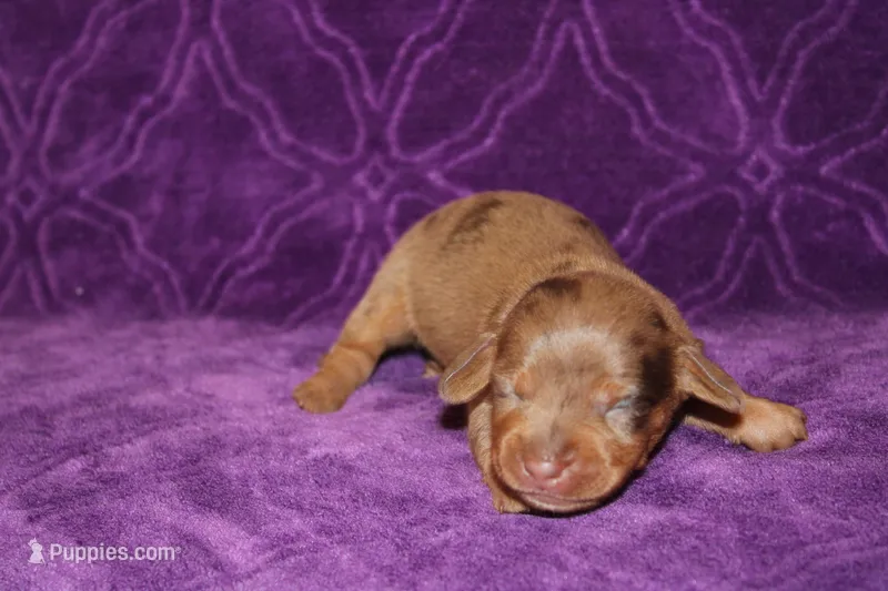 Sadie Mini  – Miniature Dachshund puppy for sale in Bloomington, IN