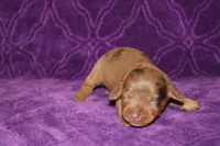 Sadie Mini , a female Miniature Dachshund for sale in Bloomington, IN – Photo 1 of 9