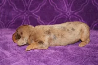 Sadie Mini , a female Miniature Dachshund for sale in Bloomington, IN – Photo 7 of 9