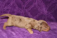 Sadie Mini , a female Miniature Dachshund for sale in Bloomington, IN – Photo 5 of 9