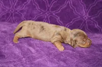 Sadie Mini , a female Miniature Dachshund for sale in Bloomington, IN – Photo 9 of 9