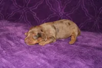 Sadie Mini , a female Miniature Dachshund for sale in Bloomington, IN – Photo 4 of 9