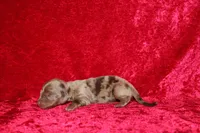 Belle Mini , a female Miniature Dachshund for sale in Bloomington, IN – Photo 6 of 6