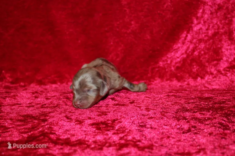 Belle Mini  – Miniature Dachshund puppy for sale in Bloomington, IN
