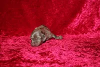 Belle Mini , a female Miniature Dachshund for sale in Bloomington, IN – Photo 1 of 6