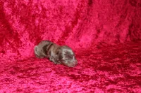 Belle Mini , a female Miniature Dachshund for sale in Bloomington, IN – Photo 4 of 6