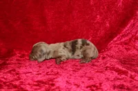 Belle Mini , a female Miniature Dachshund for sale in Bloomington, IN – Photo 2 of 6