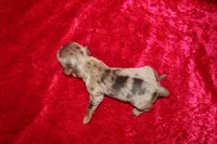 Belle Mini , a female Miniature Dachshund for sale in Bloomington, IN – Photo 3 of 6