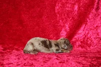 Belle Mini , a female Miniature Dachshund for sale in Bloomington, IN – Photo 5 of 6