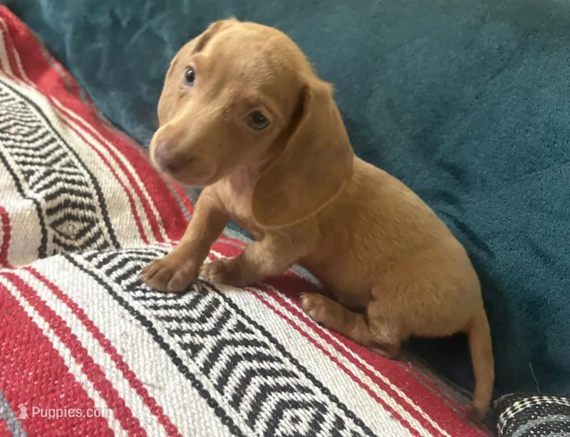 Nausica – Miniature Dachshund puppy for sale in Bloomington, IN