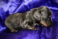 Helen, a female Miniature Dachshund for sale in Bloomington, IN – 4 of 6