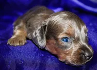 Penelope, a female Miniature Dachshund for sale in Bloomington, IN – 4 of 8