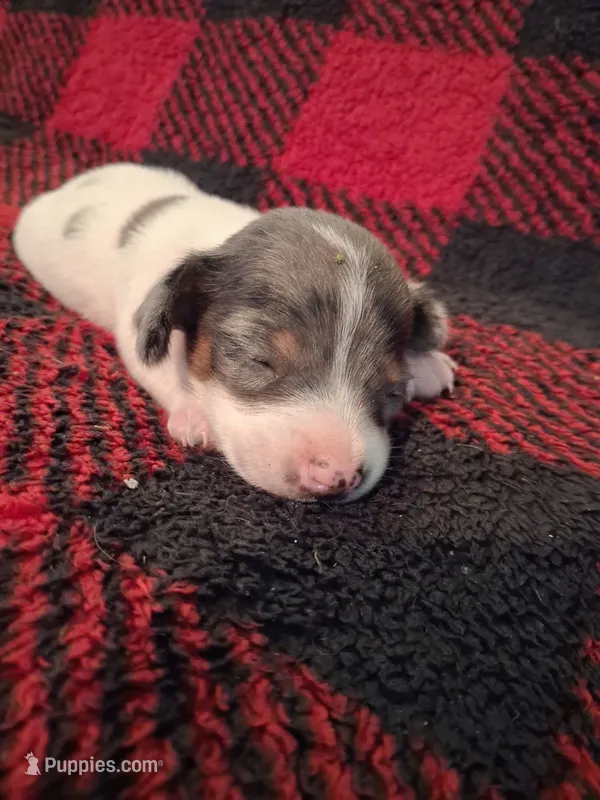 Dexter – Miniature Dachshund puppy for sale in Bloomington, IN