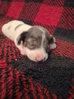 Dexter, a male Miniature Dachshund for sale in Bloomington, IN – 1 of 4
