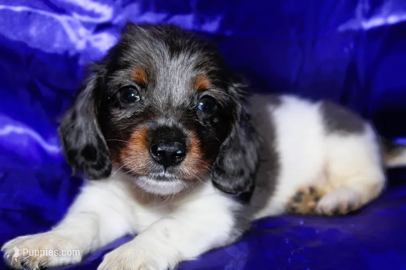 Paws – Miniature Dachshund puppy for sale in Bloomington, IN