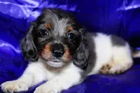 Paws, a male Miniature Dachshund for sale in Bloomington, IN – 1 of 5