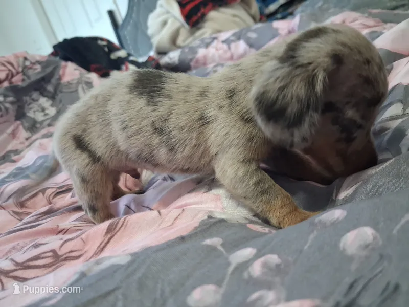Rusty – Miniature Dachshund puppy for sale in Bloomington, IN