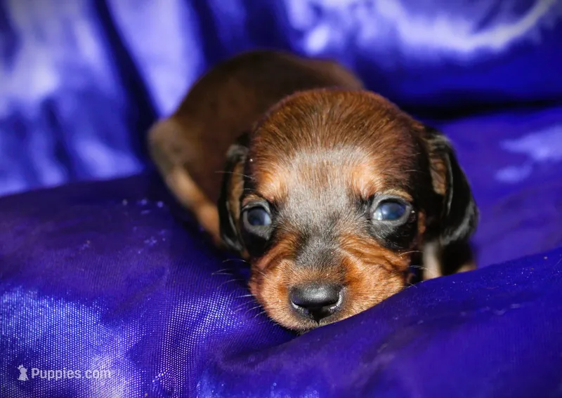 Circe – Miniature Dachshund puppy for sale in Bloomington, IN