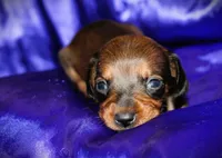 Circe, a female Miniature Dachshund for sale in Bloomington, IN – 1 of 6