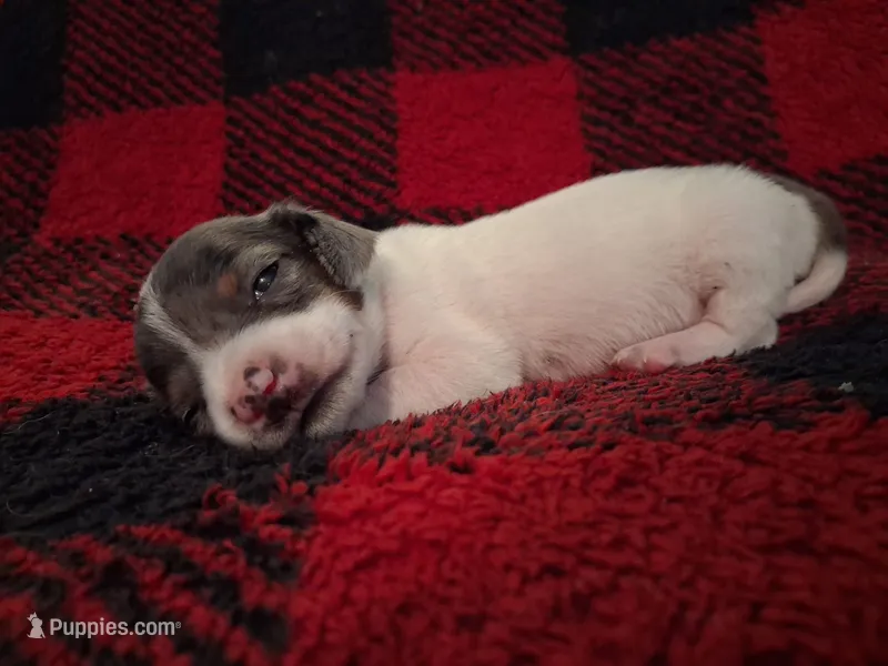 Dexter – Miniature Dachshund puppy for sale in Bloomington, IN